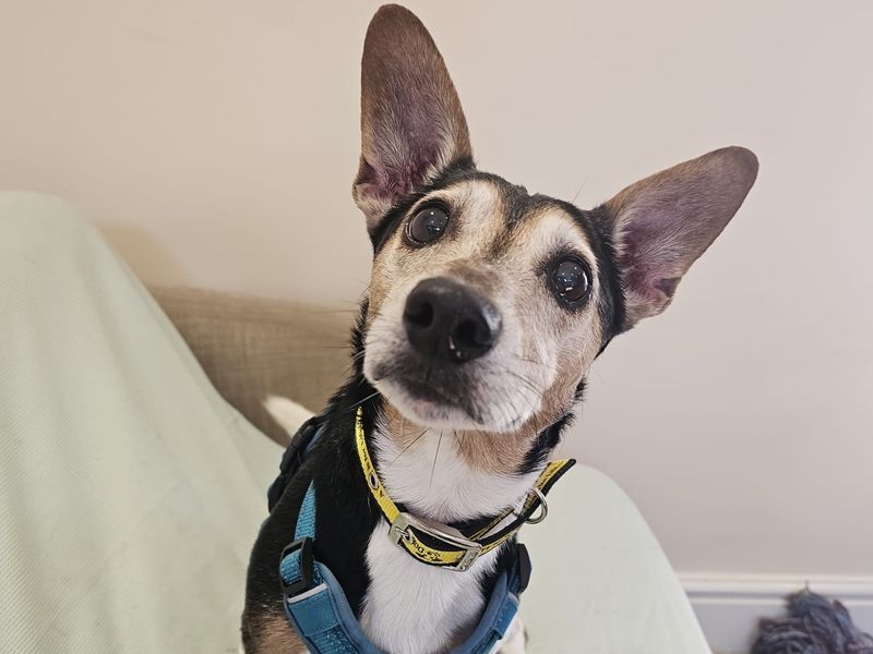 Quinn | Terrier (Jack Russell) | Shrewsbury (Shropshire) - 2
