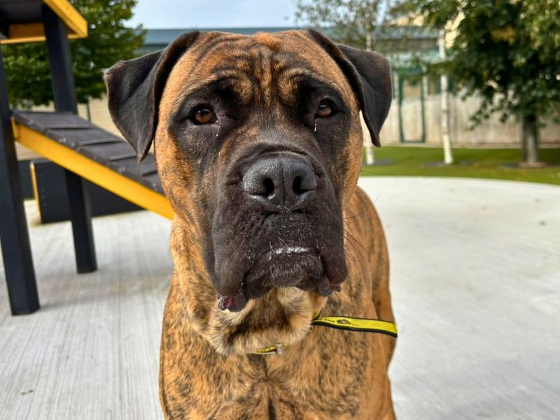 Ivan | Mastiff | Manchester - 1