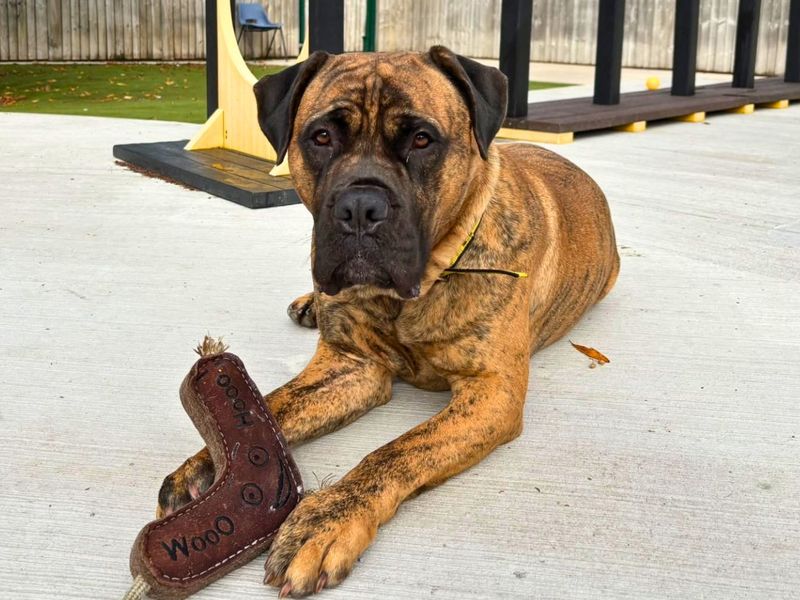 Ivan | Mastiff | Manchester - 3