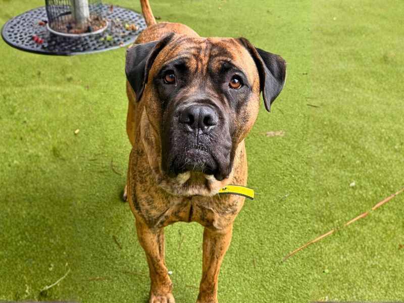 Ivan | Mastiff | Manchester - 5