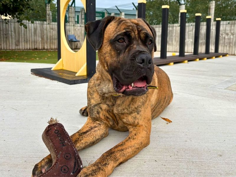 Ivan | Mastiff | Manchester - 4