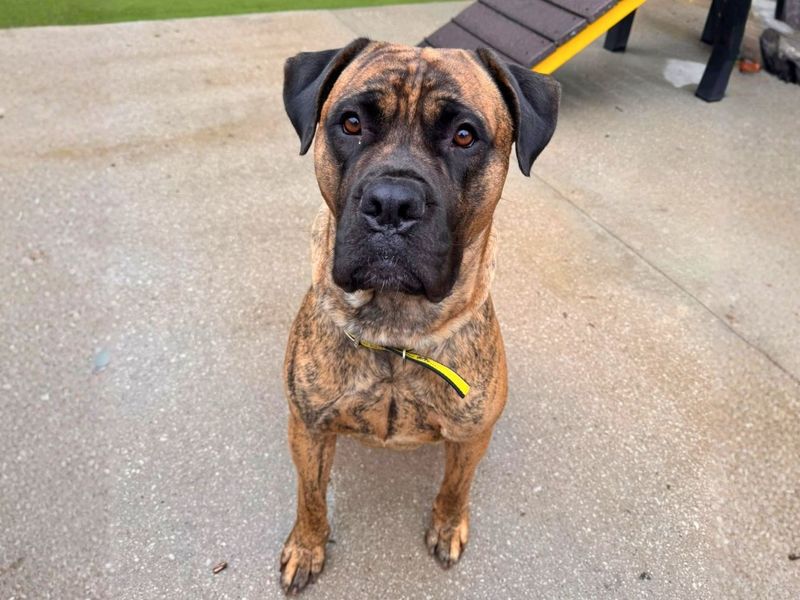 Ivan | Mastiff | Manchester - 6
