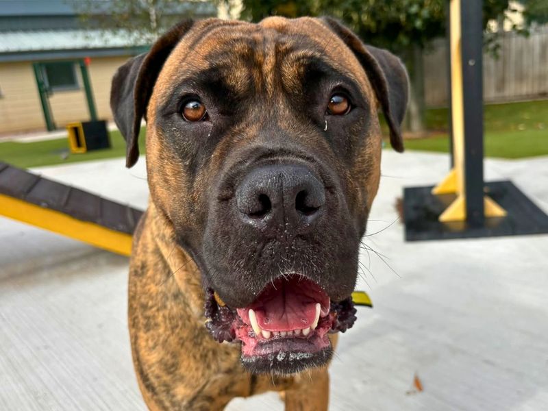 Ivan | Mastiff | Manchester - 2