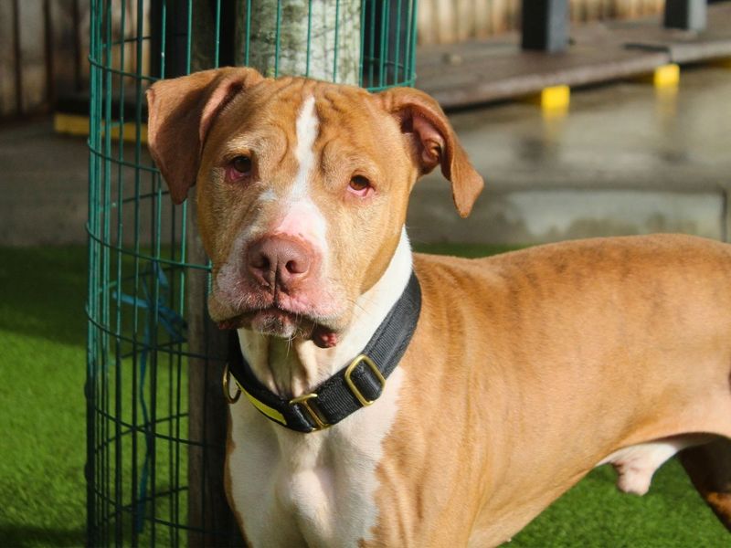 Chicken Nugget | Terrier (Staffordshire Bull) | Manchester - 2