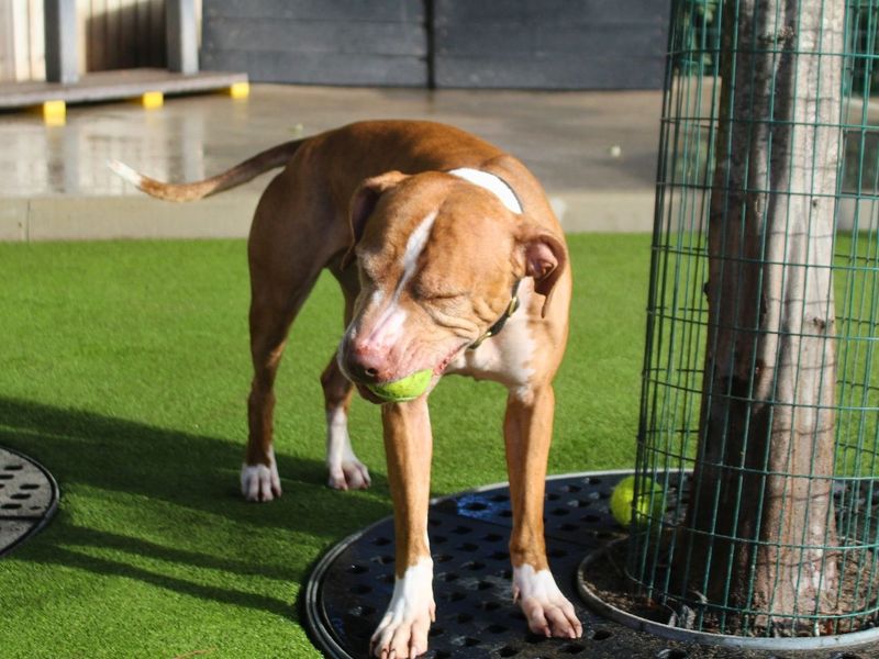 Chicken Nugget | Terrier (Staffordshire Bull) | Manchester - 3