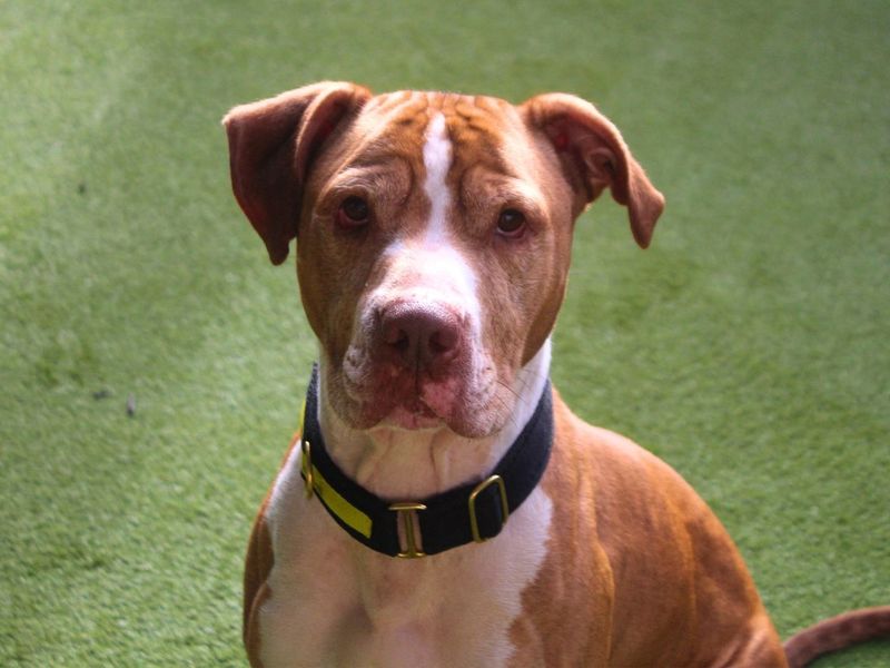 Chicken Nugget | Terrier (Staffordshire Bull) | Manchester - 4