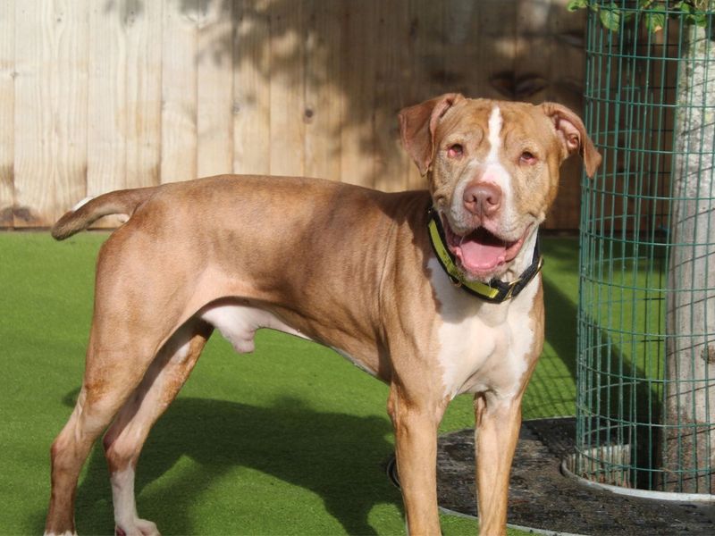 Chicken Nugget | Terrier (Staffordshire Bull) | Manchester - 5