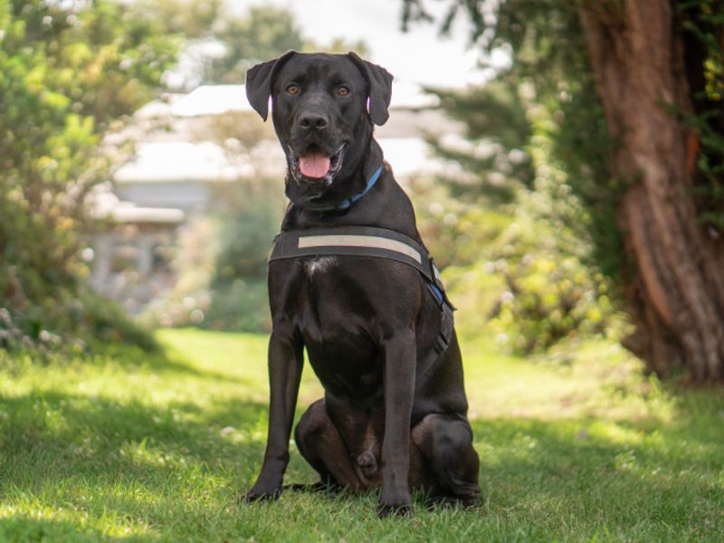 Dylan | Retriever (Labrador) Cross | Kenilworth (West Midlands) - 1