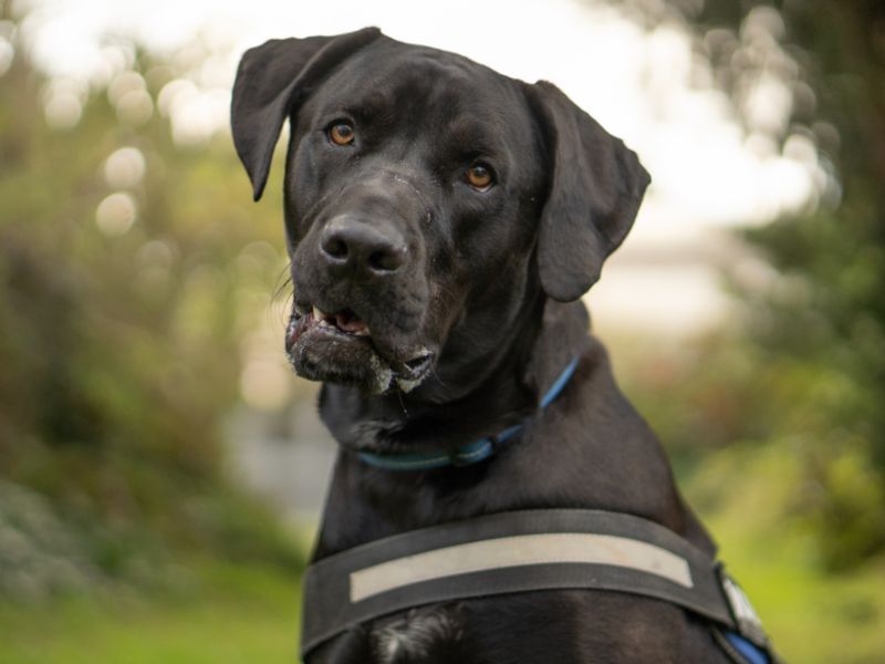 Dylan | Retriever (Labrador) Cross | Kenilworth (West Midlands) - 2