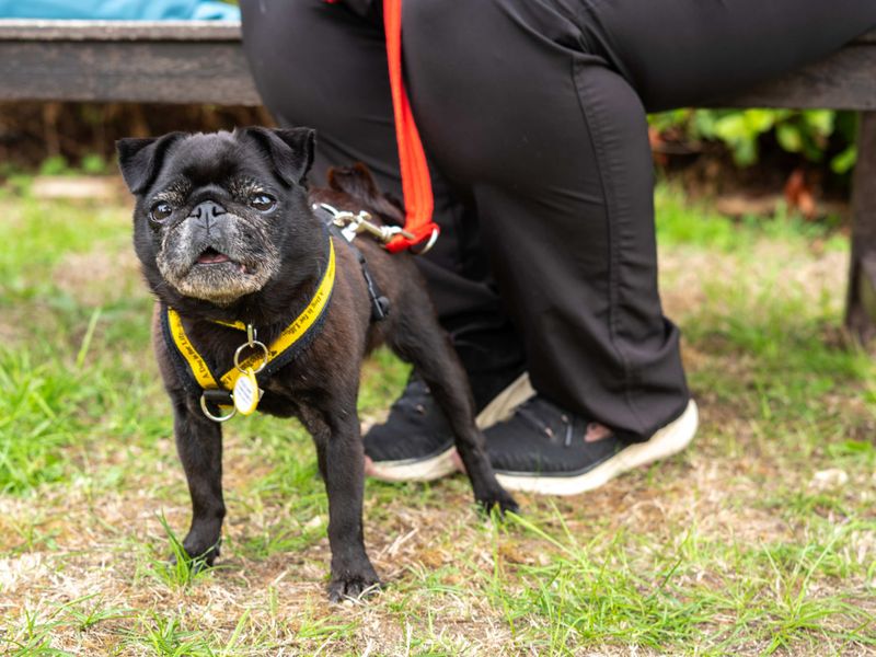 Pug Dogs And Puppies For Adoption
