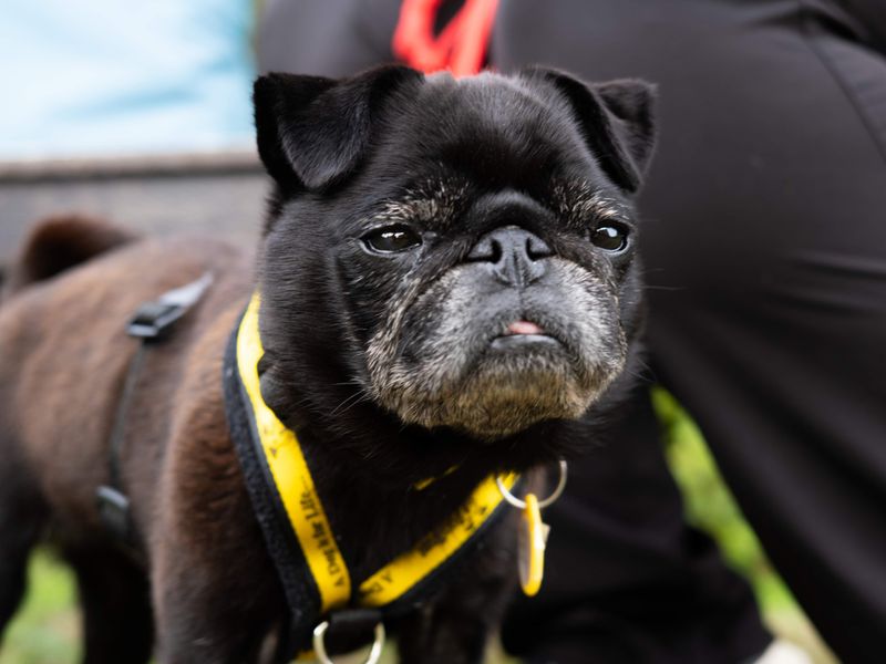 Dolly | Pug | Newbury (Berkshire) - 2