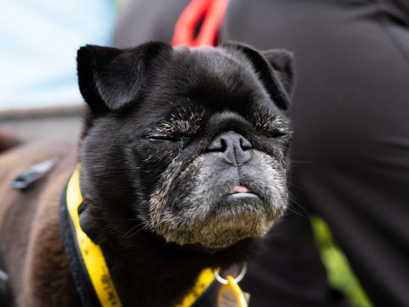 Dolly | Pug | Newbury (Berkshire) - 8