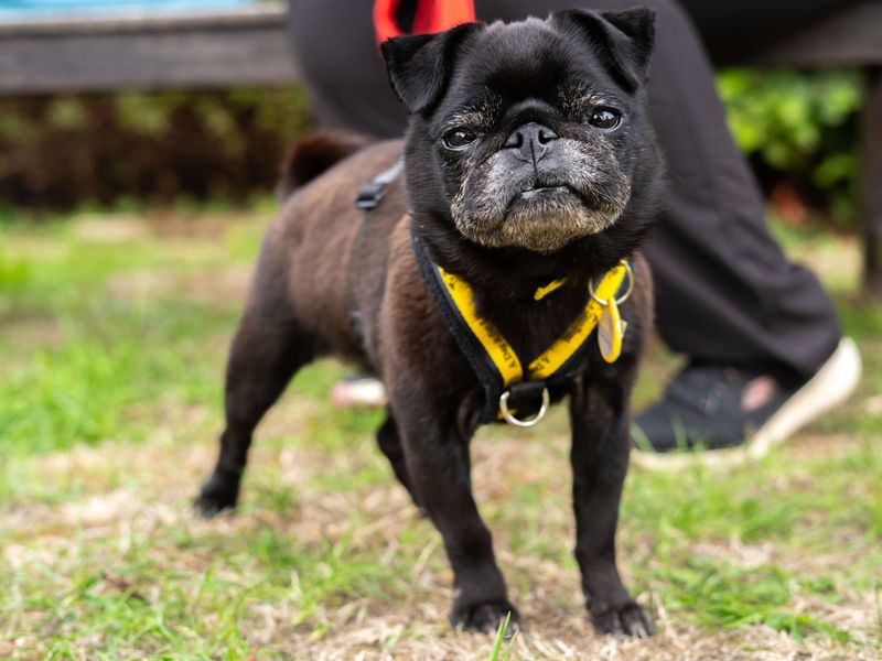Dolly | Pug | Newbury (Berkshire) - 3