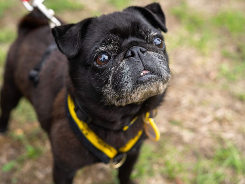 Dolly | Pug | Newbury (Berkshire) - 5