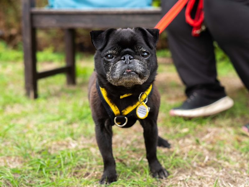Dolly | Pug | Newbury (Berkshire) - 4