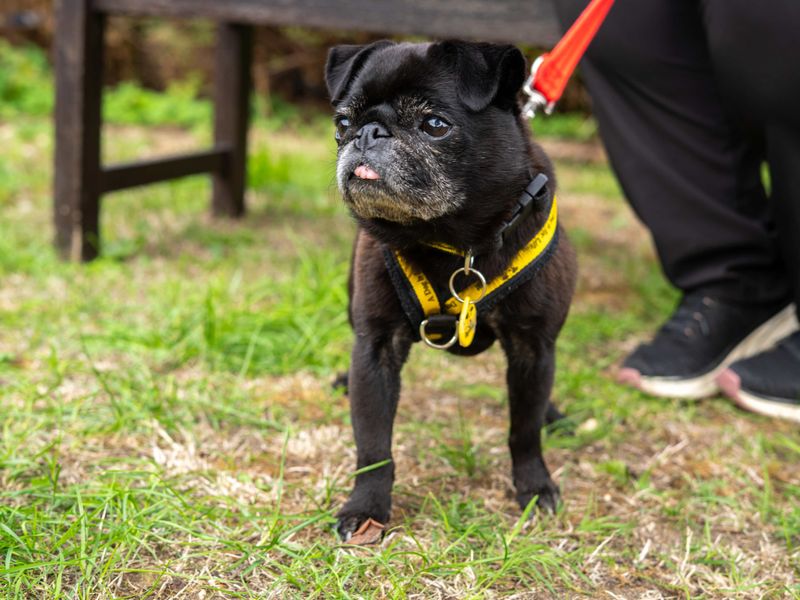 Dolly | Pug | Newbury (Berkshire) - 6