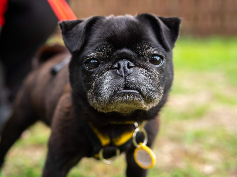 Dolly | Pug | Newbury (Berkshire) - 7