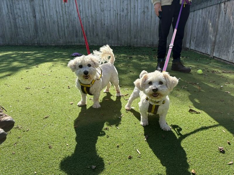 Belle | Bichon Frise | Loughborough - 1