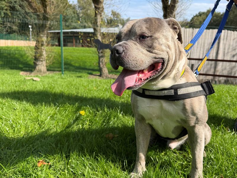 Teddy | American Bully Pocket Cross | Merseyside (Liverpool) - 3