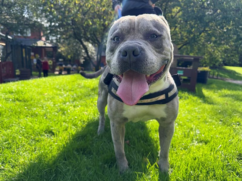 Teddy | American Bully Pocket Cross | Merseyside (Liverpool) - 4