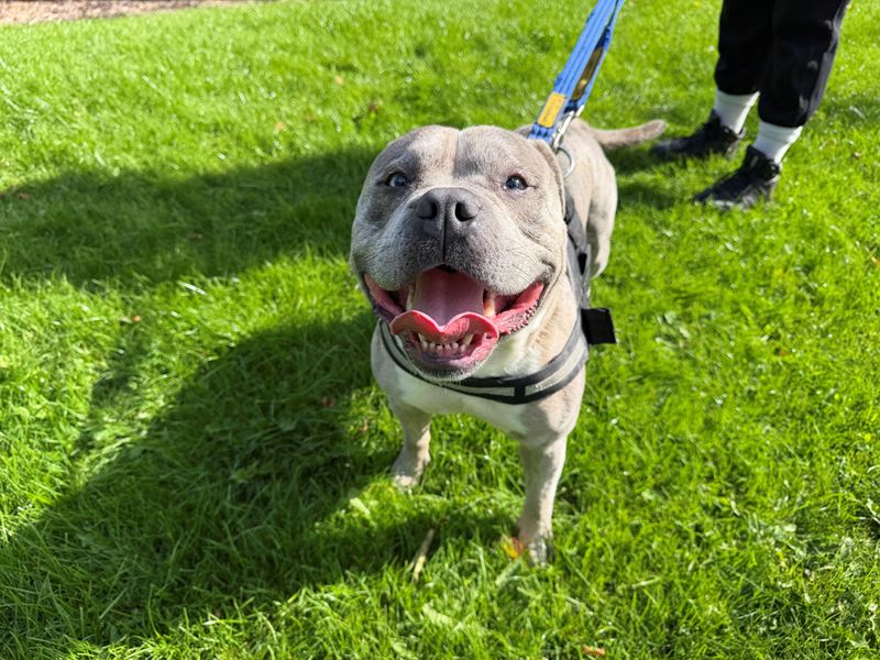Teddy | American Bully Pocket Cross | Merseyside (Liverpool) - 2