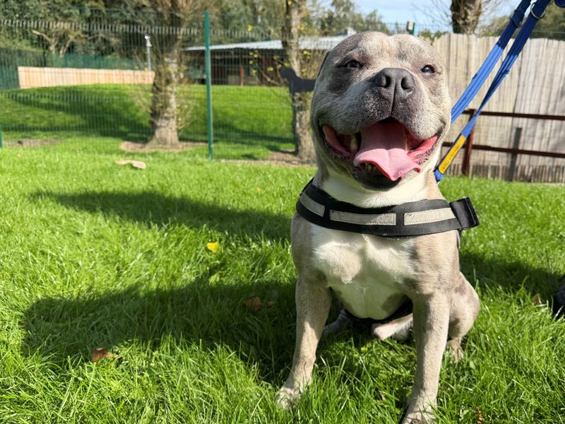 Teddy | American Bully Pocket Cross | Merseyside (Liverpool) - 1