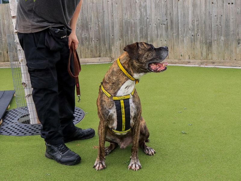 Olly | Boxer Cross | Evesham (Worcestershire) - 8