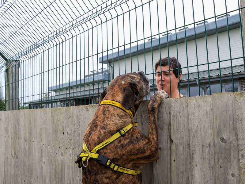 Olly | Boxer Cross | Evesham (Worcestershire) - 7