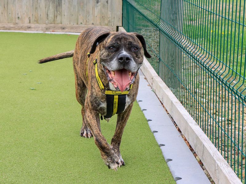 Olly | Boxer Cross | Evesham (Worcestershire) - 1
