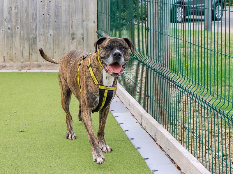 Olly | Boxer Cross | Evesham (Worcestershire) - 4
