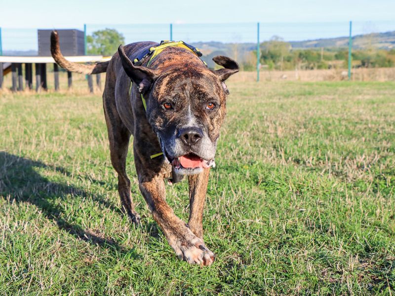 Olly | Boxer Cross | Evesham (Worcestershire) - 5