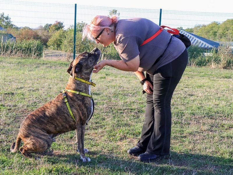 Olly | Boxer Cross | Evesham (Worcestershire) - 6