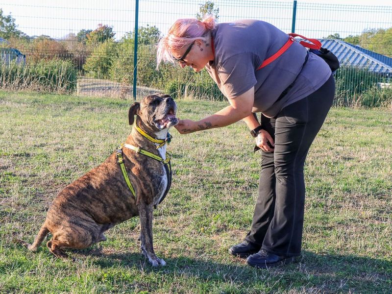 Olly | Boxer Cross | Evesham (Worcestershire) - 3
