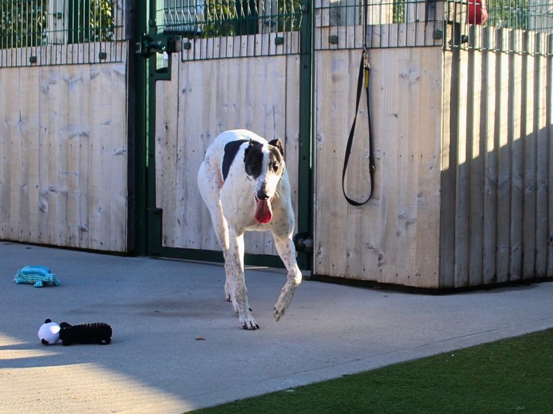 Felix | Greyhound | Manchester - 3