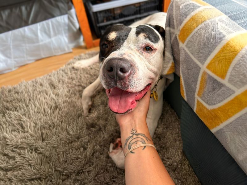 Popsie | Terrier (Staffordshire Bull) Cross | Basildon (Essex) - 4