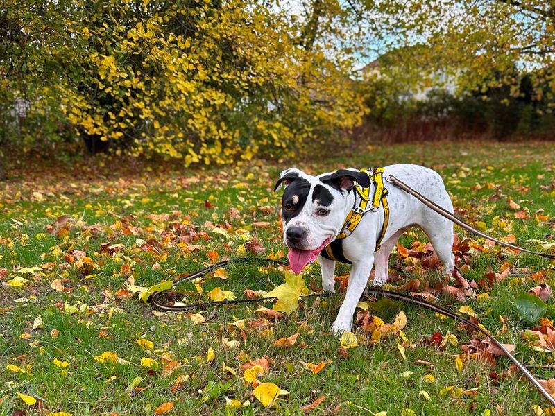 Adopt a Terrier (Staffordshire Bull) Cross Rescue Dog | Popsie | Dogs Trust