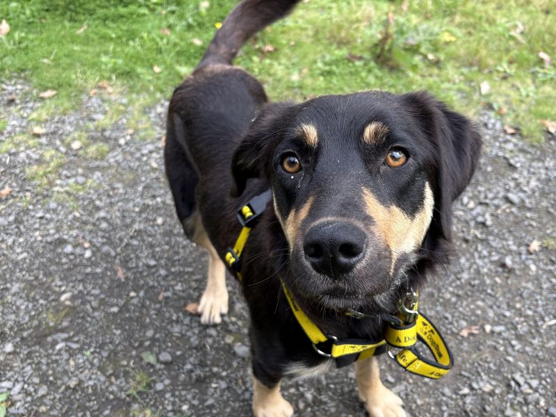 Maple | Spaniel (English Springer) Cross | Ballymena (Northern Ireland) - 1