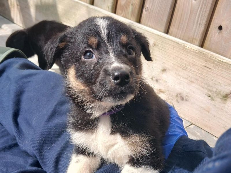 Bumble | Spaniel (English Springer) Cross | Ballymena (Northern Ireland) - 1