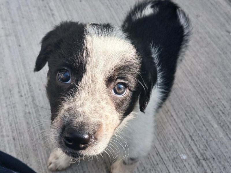 Bumble | Spaniel (English Springer) Cross | Ballymena (Northern Ireland) - 3