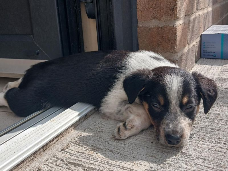 Bumble | Spaniel (English Springer) Cross | Ballymena (Northern Ireland) - 2