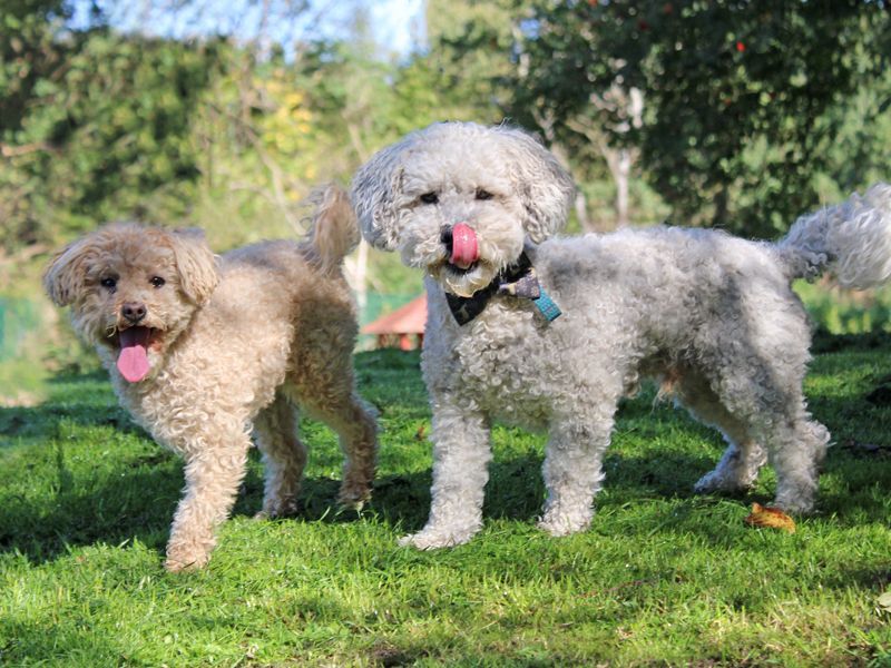 Bailee | Shih Tzu Cross | Merseyside (Liverpool) - 2