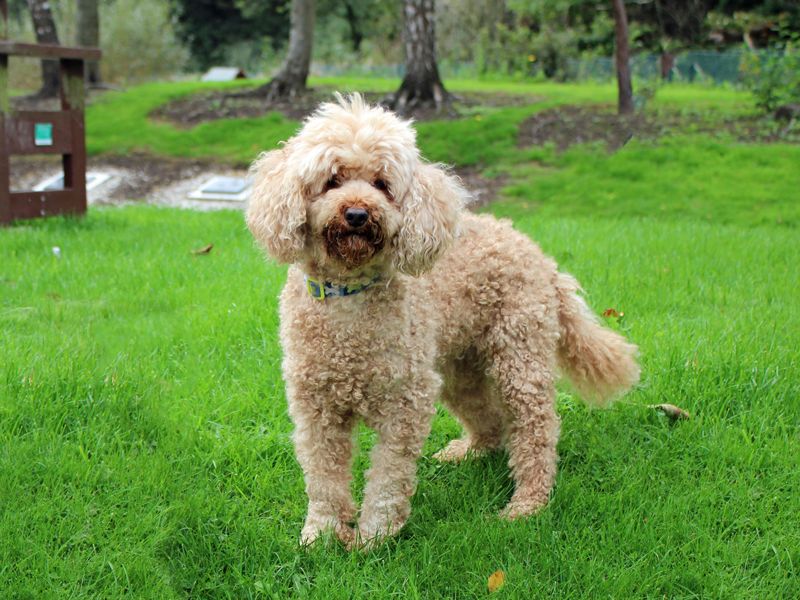Buddy | Poodle (Miniature) | Merseyside (Liverpool) - 1