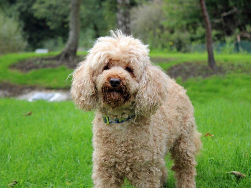 Buddy | Poodle (Miniature) | Merseyside (Liverpool) - 3