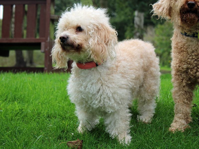 Daisy | Spaniel (Cavalier King Charles) Cross | Merseyside (Liverpool) - 3