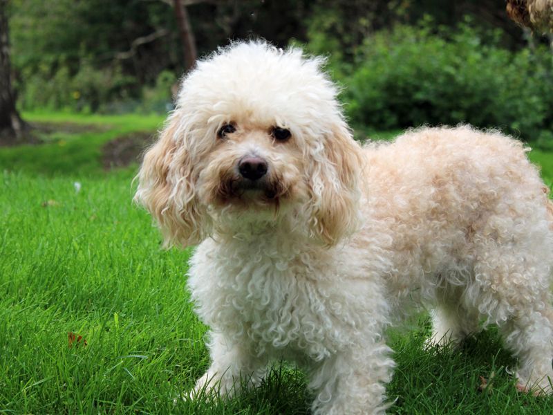 Daisy | Spaniel (Cavalier King Charles) Cross | Merseyside (Liverpool) - 1