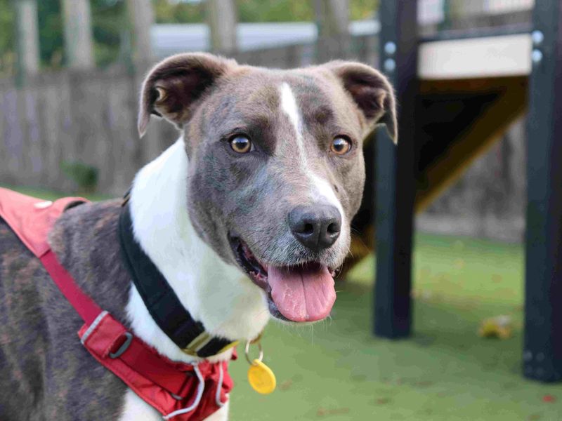 Slinky | Lurcher Cross | Glasgow - 3
