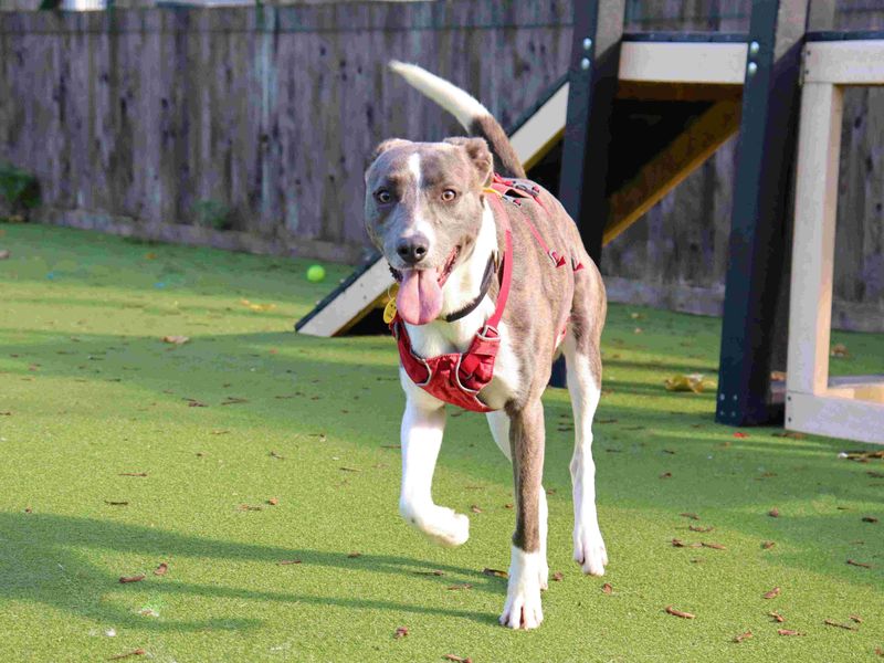 Slinky | Lurcher Cross | Glasgow - 2