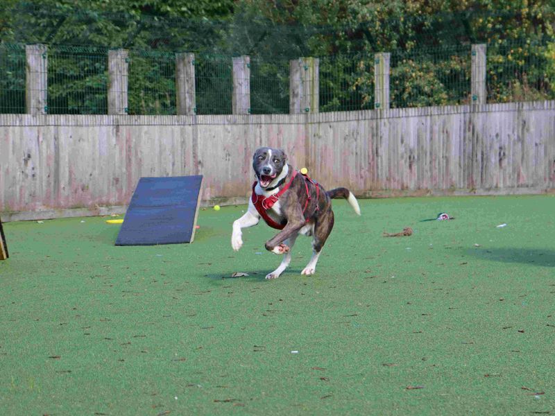 Slinky | Lurcher Cross | Glasgow - 4