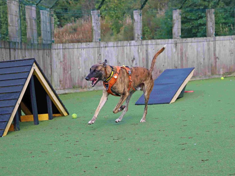 Stretch | Lurcher | Glasgow - 5