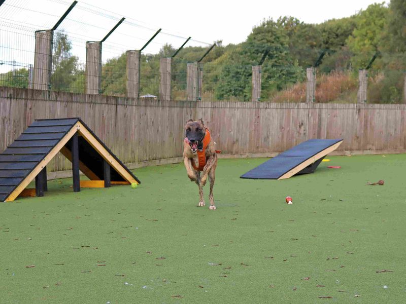 Stretch | Lurcher | Glasgow - 1